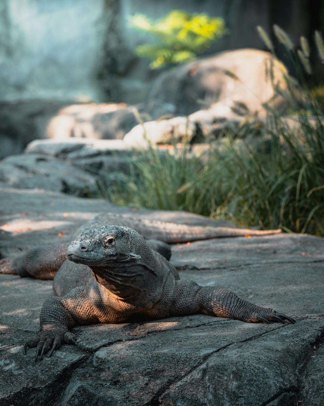 Komodo Expedition