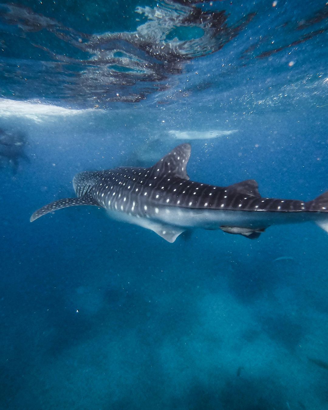 Whale Shark